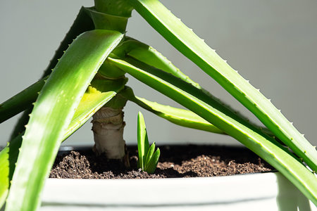 Aloe Vera Plant with a New Shoot Emerging From the Soil in White Pot. Growth and Renewal Concepts.の写真素材