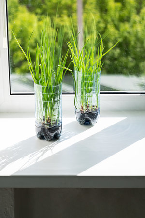 Green Onion Plants Growing in Recycled Plastic Bottles on Windowsill. Simple Home Gardening and Environmental Reuse for Sustainability.の写真素材