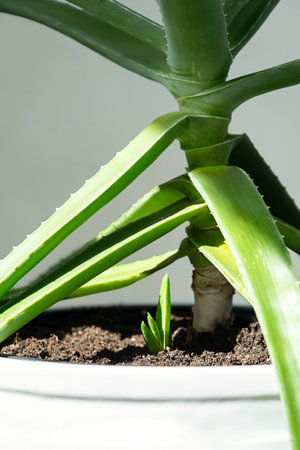 Close Up of Aloe Vera Plant with Fresh New Sprout. Homegrown Succulent for Natural Health and Beauty Remedies.の写真素材
