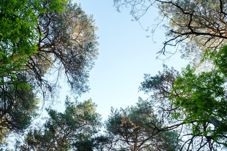 Trees Seen from Below with Clear Blue Sky. Forest Nature Background. Outdoor Environment Scene.の写真素材