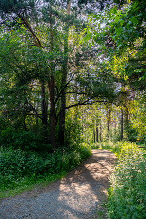 Pathway Through a Lush Green Forest on Sunny day. Nature Trail with Vibrant Foliage and Dappled Sunlight.の写真素材