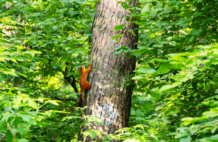 Squirrel Climbing Up a Tree Trunk. Cute Wild Animal in the Forest. Wildlife Themes.の写真素材