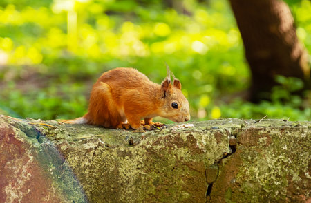 Cute Squirrel Eating Nuts on a Stone Wall. Wildlife and Animal Behavior in Park.の写真素材