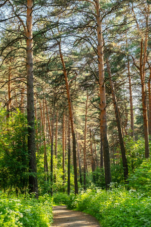 Forest Path in a Pine Grove. Narrow Walking Trail Through a Summer Woods with Tall Trees. Outdoor Leisure and Natural Landscape.の写真素材