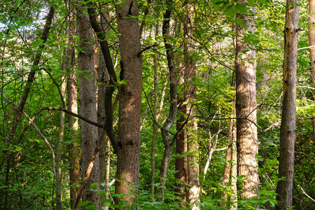 Close Up View of Lush Green Forest with Sun Rays Shining Through Tree Trunks and Leaves. Natural Outdoor Scene.の写真素材