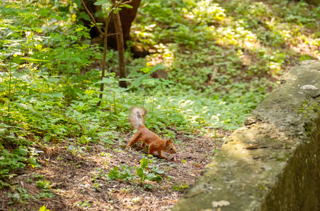 Squirrel with Fluffy Tail in a Green Park. Small Rodent in Natural Forest Setting.の写真素材