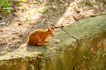 Small Squirrel Eating Seeds on a Mossy Stone Wall. Wild Animal Feeding in Nature for Health and Wellness.の写真素材