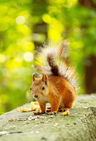 Cute Red Squirrel with a Fluffy tail on a Stone, Eating Sunflower Seeds and Apple Pieces Outdoors. Animal Wildlife in Nature.の写真素材