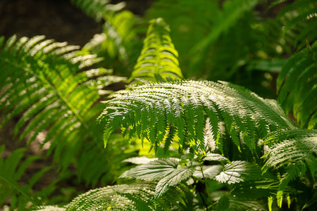 Bright Green Fern Leaves and in natural light. Close up View of Lush Forest Plants. Botanical Background.の写真素材