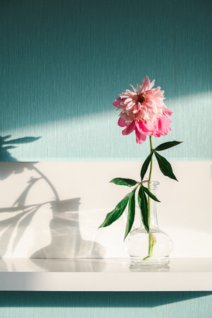 Pink Peony Flower in Glass Vase on White Shelf with Sunlight Shadow. Botanical Still Life for Home Decor.の写真素材