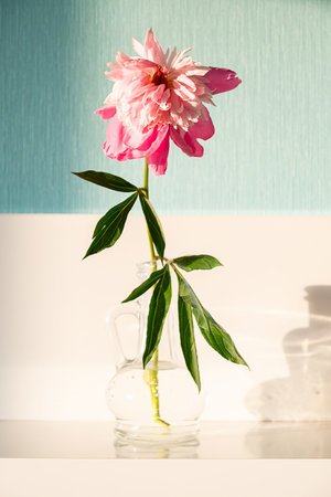 Single Blooming Pink Peony Flower with Green Foliage in Clear Glass Vase. Still Life for Botanical Decor.の写真素材