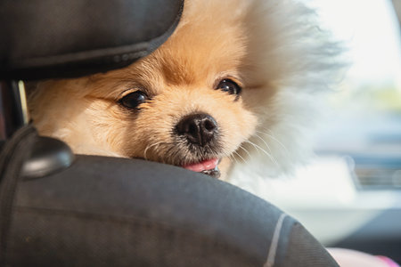 Close Up of Small Fluffy Pomeranian Dog in a Car. Pet Travel and Care Concept.の写真素材