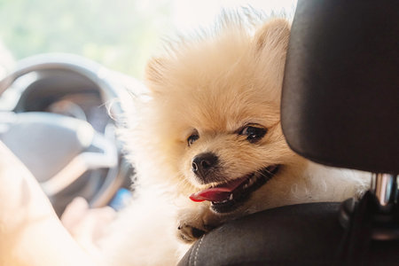 Cute Pomeranian Dog Traveling by Car. Happy Pet on Road Trip. Love and Care for Domestic Animals.の写真素材