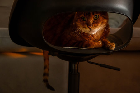 Ginger Cat with Green Eyes Sits Comfortably Inside a Dark Modern Chair. Cute Domestic Animal Relaxing in Home Setting.の写真素材
