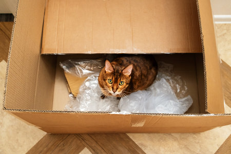 Cute Bengal Cat Sitting Inside Cardboard Box with Plastic Packaging. Curious Domestic Animal Playing in Recycled Delivery.の写真素材