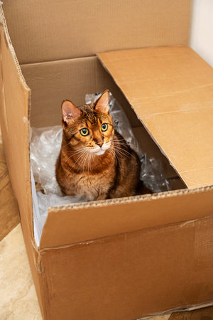 Cute Cat Inside Cardboard Box, Playing in an Open Delivery Package with Curious Eyes and Funny Expression at Home.の写真素材