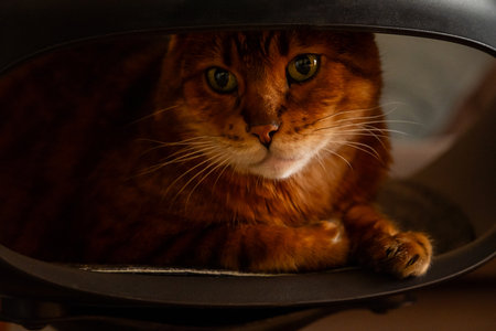Close Up of Bengal Cat. Domestic Animal Portrait.の写真素材