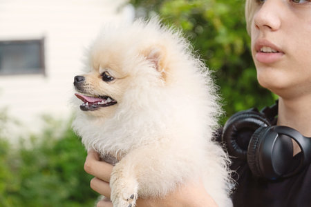 Teenager is Holding a Cute Fluffy White Dog. Pet Owner Interacting with His Pomeranian.