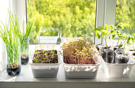 Indoor Plants on Window Sill Growing in Containers. Home Gardening and Cultivation of Young Organic Vegetable Seedlings.の写真素材