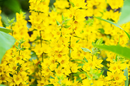 Bright Yellow Loosestrife Flowers in Garden. Natural Background of Vibrant Summer Blossoms.の写真素材