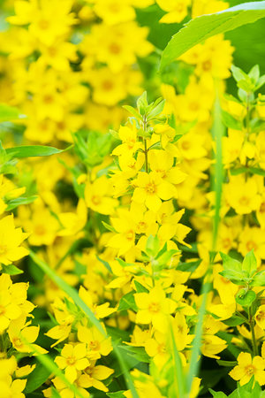 Close Up of Yellow Flowers in Vibrant Summer Garden. Nature Background with Colorful Blossoms.の写真素材