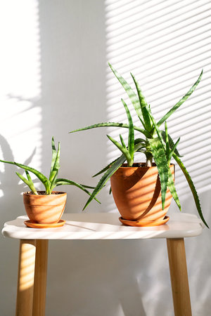 Two Potted Aloe Vera Plants on Small Table Against Wall with Sun Blinds Shadow. Home Decor Concept.の写真素材