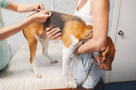 Woman Veterinarian Vaccinating Beagle Dog at Vet Clinic. Pet Health and Animal Care Concept. Routine Vet Visit for Immune Shot.の写真素材