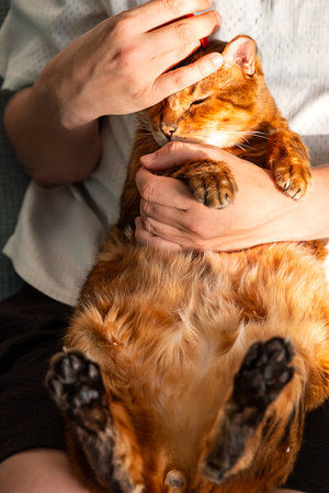 Man Holding and Petting Sleeping Ginger Cat with Closed Eyes. Love and Pet Care Concepts.の写真素材