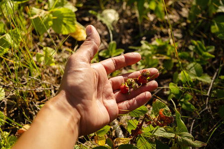 Females Hand Holds Small Wild Strawberries Gathered from the Forest Ground. Harvesting and Foraging for Natural Food.の写真素材