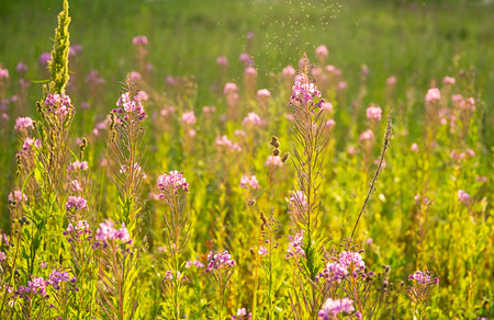 Close Up of Pink Flower in a Field with Blurred Green Background. Nature Scene for Summer Season.の写真素材