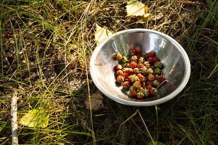 Metal Bowl Filled with Freshly Picked Wild Strawberries on Grass in Sunlight. Healthy Snack from Nature, Summer Harvesting Concept.の写真素材
