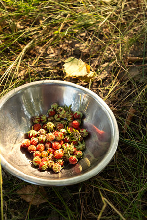 Metal Bowl Filled with Wild Strawberries on a Grassy Forest Floor. Fresh Harvest and Summer Berry...