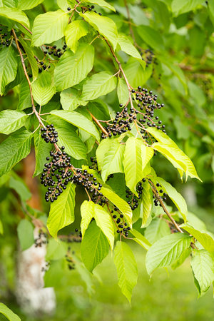 Bird cherry berries on a green leafy branch, with several clusters of small dark fruits. Healthy harvest concept.の写真素材