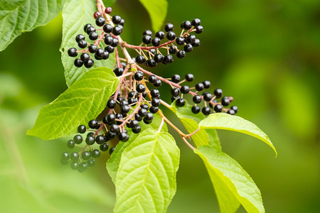 Ripe bird cherry berries growing on a branch with green leaves. Harvest season and natural plant.の写真素材