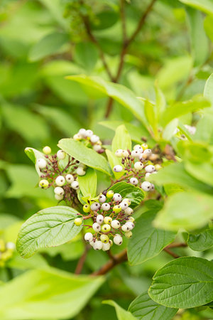 Close up of dogwoods green leaves and white berries on shrub. Nature background for plant health and botanical study.の写真素材