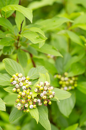 Dogwoods plant with white and light green berries growing in nature. Fresh garden shrub for natural background.の写真素材