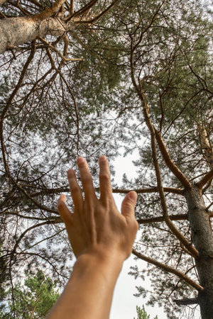 Woman reaches hand towards pine trees. Natural connection and environmental harmony concept. Outdoor adventure background.の写真素材