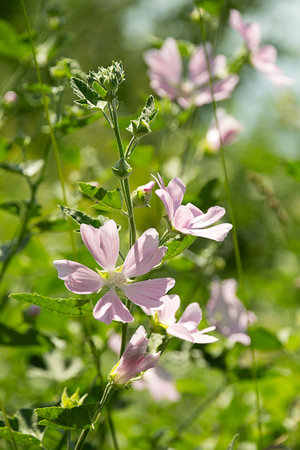 Light pink flower with green leaves close up. Delicate bloom in sunlight for natural beauty concept.の写真素材