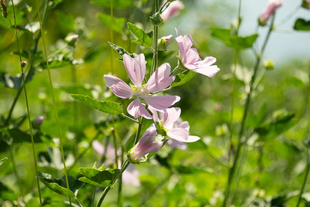 Light pink mallow flower with green leaves in a summer field. Natural floral background.の写真素材