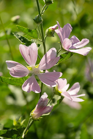 Close up of light pink common mallow flowers with green leaves in the garden. Wild plant for herbal medicine.の写真素材
