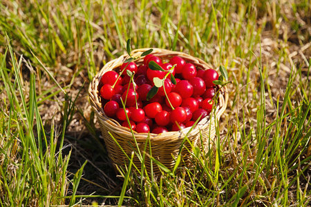 Ripe red cherry in a woven basket sitting in green grass. Freshly picked fruit harvest for healthy eating and baking.の写真素材