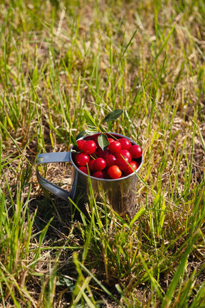 Fresh red cherry in a mug standing on a field of green grass. Summer harvest fruit, healthy eating concept.の写真素材