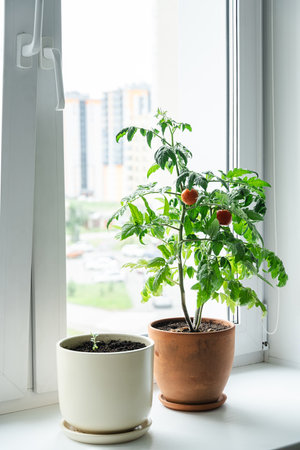 Indoor farming with ripe tomato plant and small seedling in pots on windowsill with city view. Home gardening concept.の写真素材