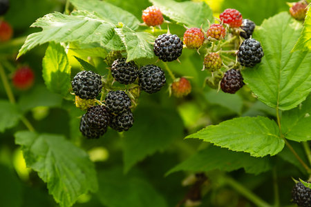 Blackberries ripening on bush. Colorful berries on green leaves. Natural garden harvest and fresh...