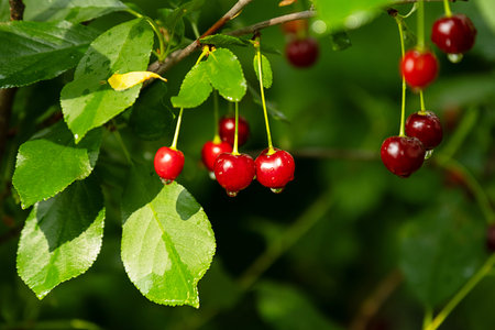 Red cherry fruit with water drops on branch. Fresh organic berry after rain. Summer garden harvest...