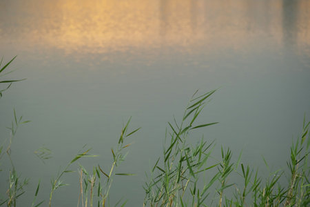Green reed leaves and grass on calm water surface with golden reflection. Nature tranquil abstract background.の写真素材
