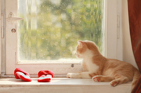 Cat Resting on Old Windowsill and Looking Out Dirty Window. Pet at Home Concept for Comfort.の写真素材