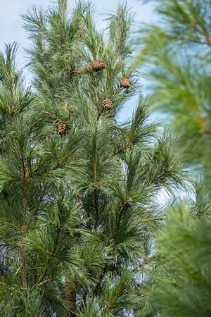 Green cedar forest tree needles and branches with brown pine cones against blue sky, promoting...