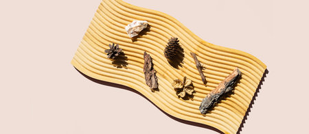 Natural elements collection found in the woods. Eco friendly forest things arranged on wooden board.の写真素材