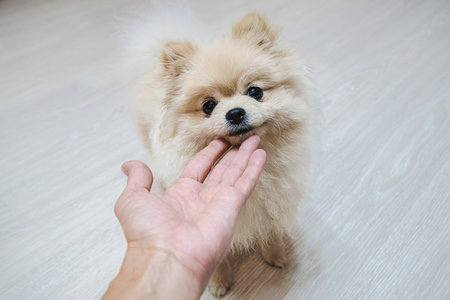 Human hand petting pomeranian puppy, small dog being caressed by person, feeling happy and content. Love and care concept.の写真素材